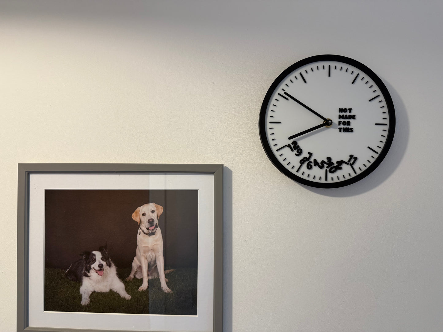 Framed picture of two dogs on a wall next to a Not Made For This clock.